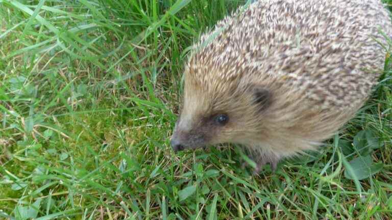 petition to save hedgehogs surpasses 250,000 signatures