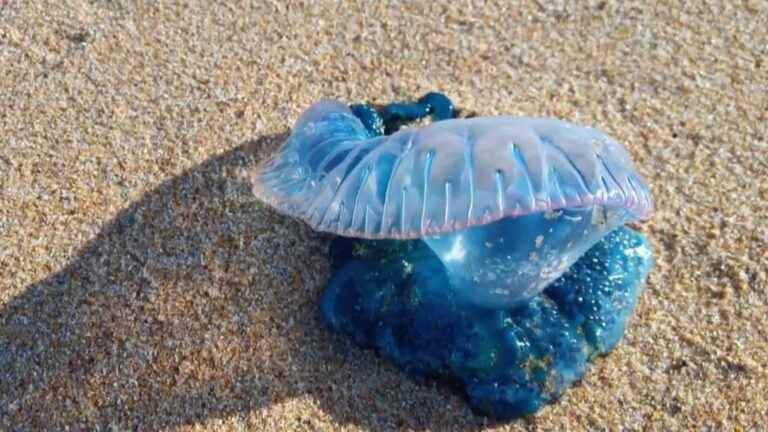 physalis washed up on the beaches are dangerous for humans