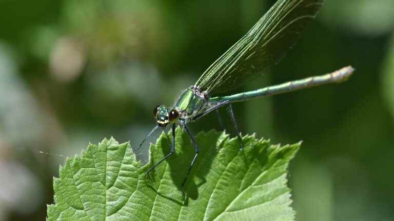 small animals perceive immediate changes in their environment more quickly