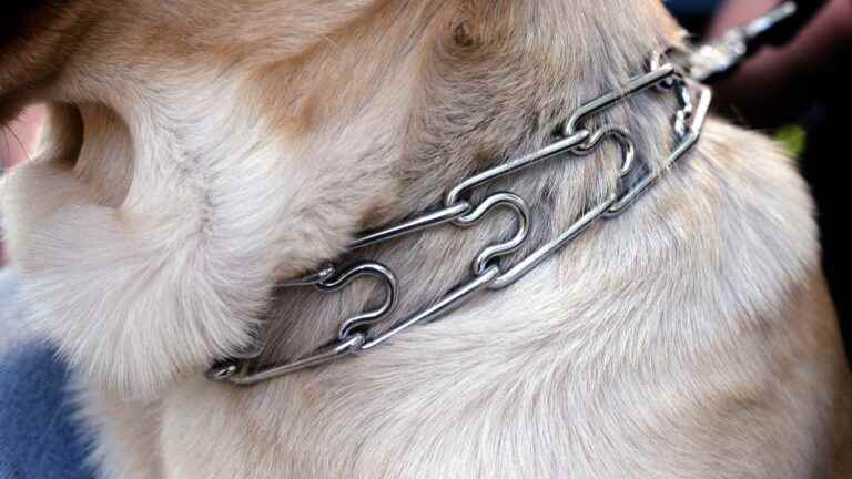 the National Assembly votes to ban “training collars”