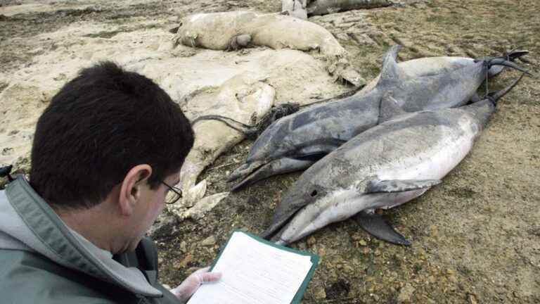 the Sea Shepherd association denounces “impunity at sea” and calls for “cameras on board boats”