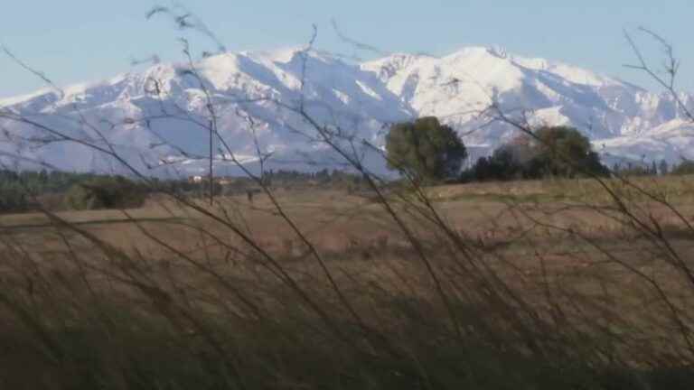 the Tramontana blows less in Roussillon