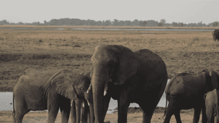 the census of elephants in the heart of their sanctuary