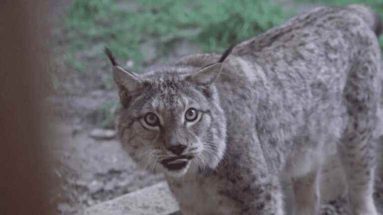 the department populated by boreal lynx