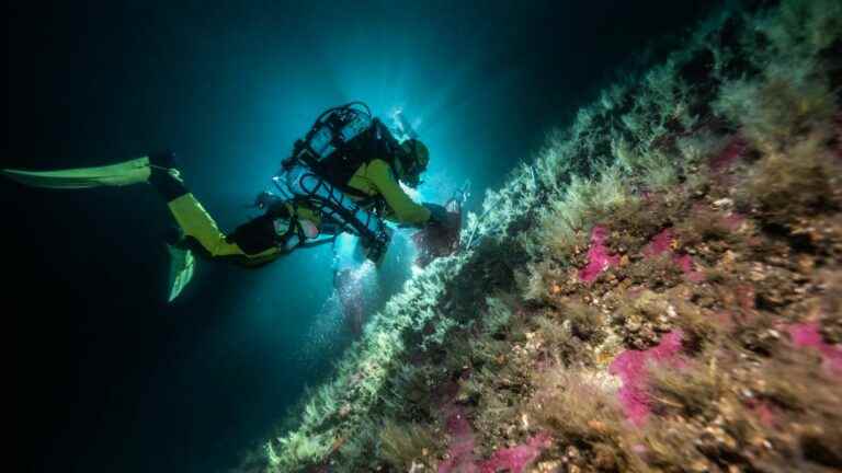 the exploration program Under The Pole sets out to discover marine forests