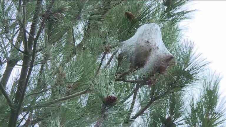 the particularly mild winter upsets the calendar of farmers