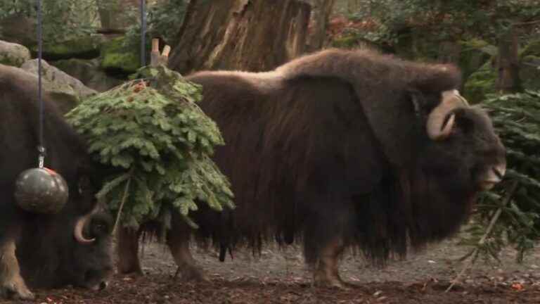 the second life of fir trees at the Mulhouse zoo