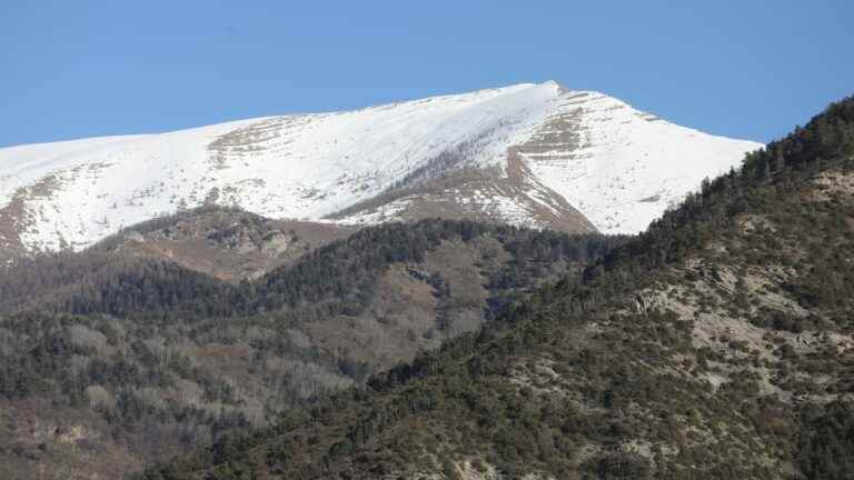 the study of tree trunks proves the retreat of snow in the Alps