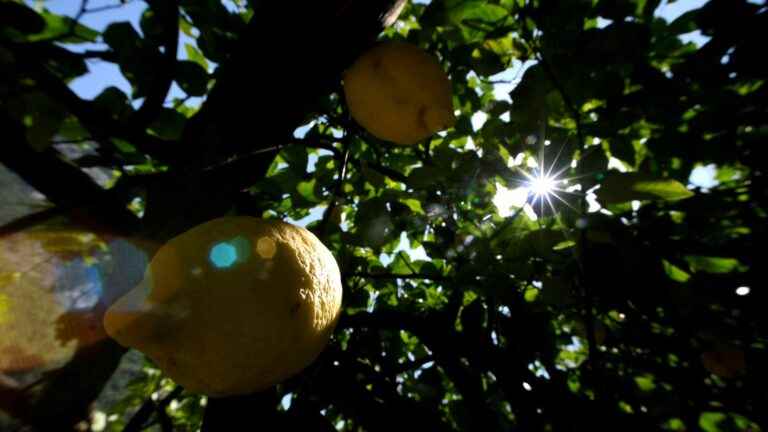 the “yellow dragon” disease threatens citrus fruits