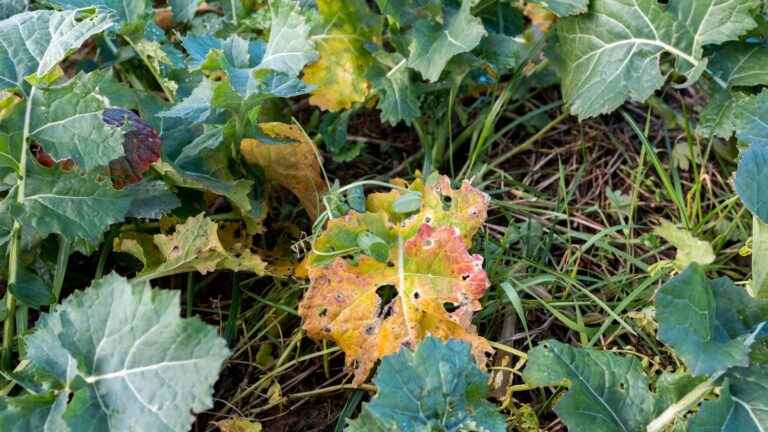 towards the extension for a third year of their use for the cultivation of beets