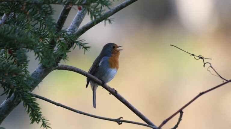 where have the birds in our gardens gone?