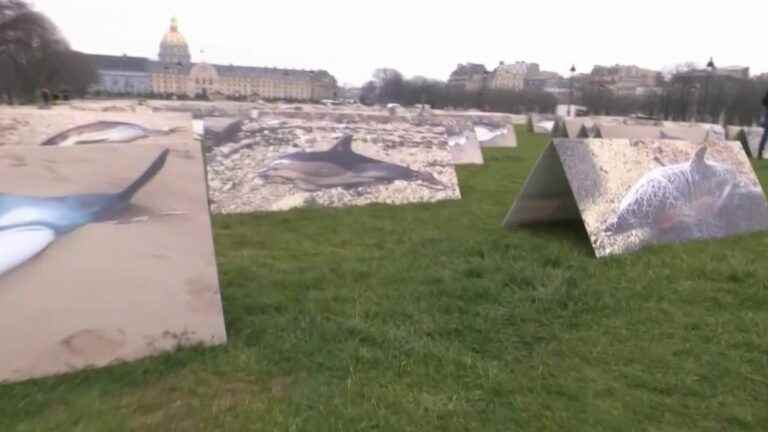 200 photos of dead dolphins have been exhibited in Paris