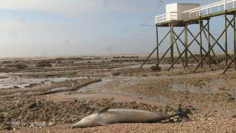 370 dolphins stranded since the start of 2023