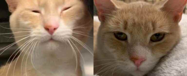 Abandoned because too “affectionate”, a pot-of-glue cat is again adopted