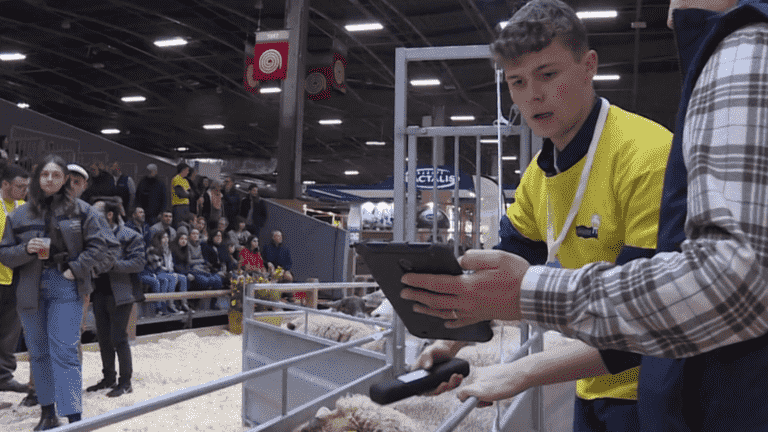 Agricultural show: the competition for the best shepherd in France is launched