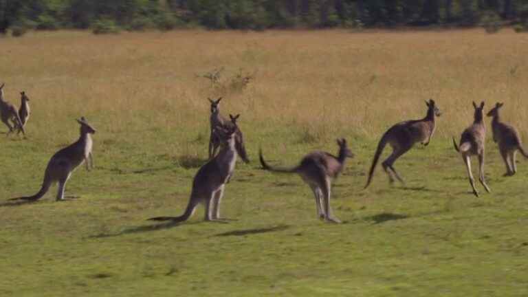 Australia: the worrying proliferation of kangaroos