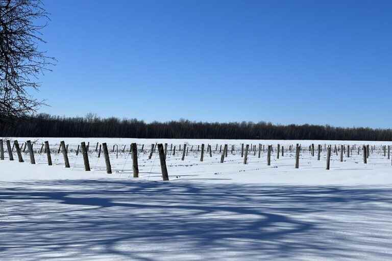 Beauchemin vineyard |  Dreaming up your wine… in Quebec