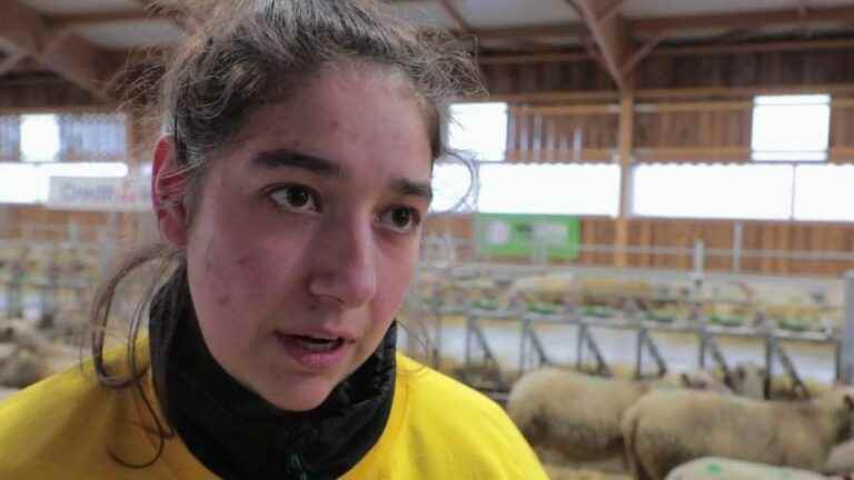 Breeding: young people compete to be the best shepherd