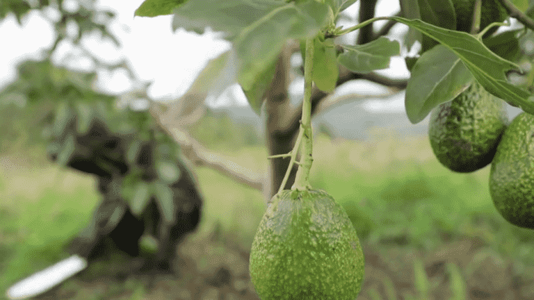 Colombia: at the heart of the new avocado production sector