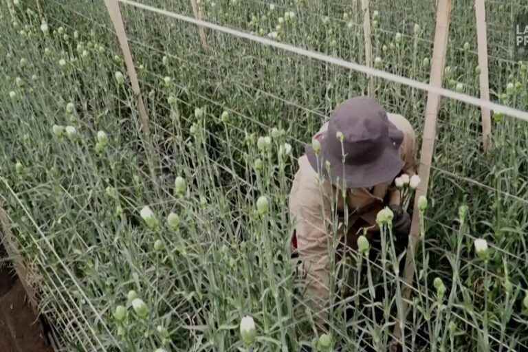 Colombian flower exports jump as Valentine’s Day approaches