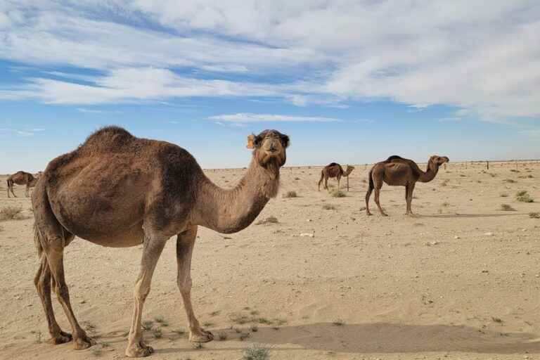 Contrasts and beauties in Tunisia