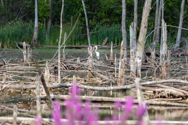 Creation of new wetlands |  Quebec wants to increase the pace