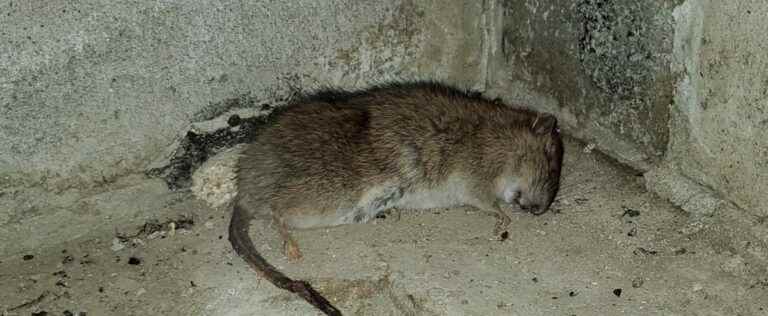 [EN IMAGES] Tenants exasperated by the smell of excrement, rats and mold