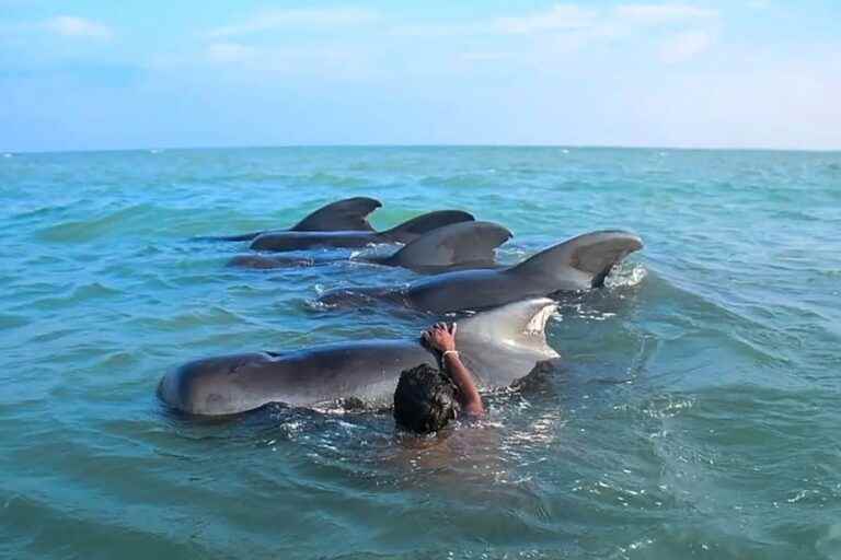 Eleven stranded pilot whales rescued in Sri Lanka