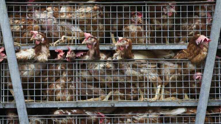 European Food Safety Authority recommends banning cage farming of poultry