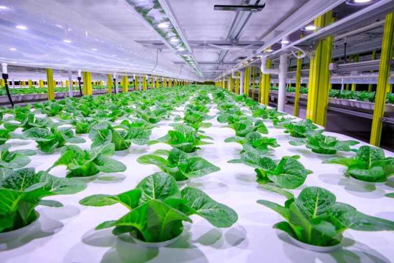 Farming |  Lettuces produced all year round… on ten floors