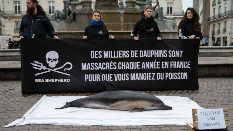 “Fishermen try to remove evidence of capture”, denounces Sea Shepherd