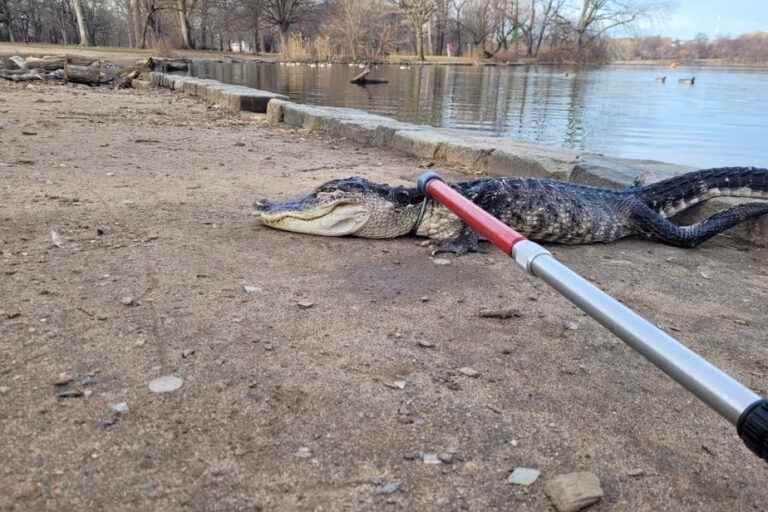 Florida |  85-year-old woman killed by alligator while trying to rescue her dog