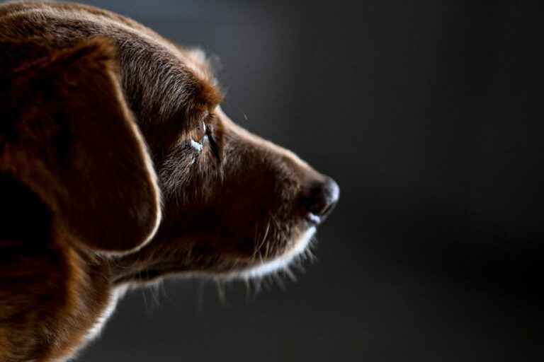 Guinness Record |  Bobi, 30, crowned world dean of dogs