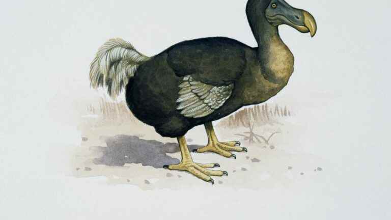 How scientists intend to resuscitate the dodo, this extinct bird