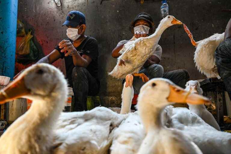 Human-to-human transmission of avian influenza |  Don’t panic, say experts