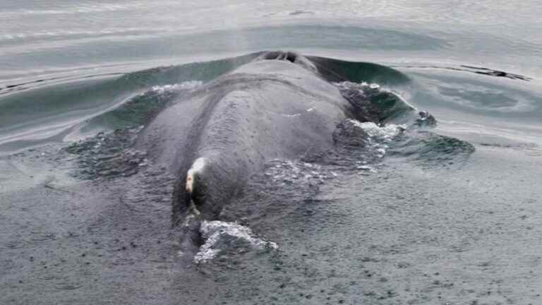 Ille-et-Vilaine: the whale lost in the Rance has found its way home