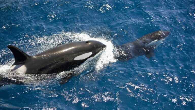 In killer whales, the “grandmother effect” is even stronger than we thought