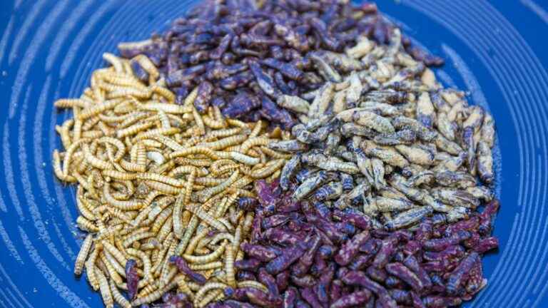 Legumes, insects and fermented foods are exhibited at the Salon de l’Agriculture