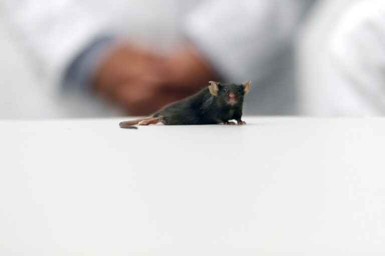 Male contraception |  An interesting lead tested on mice