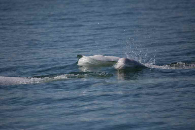 Marine animals |  toxic noises