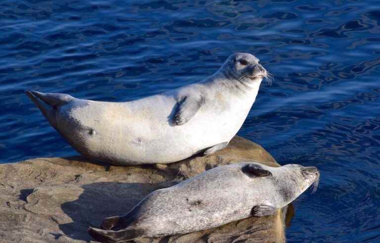 Marine mammals victims of avian flu