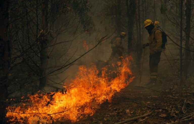 Massive forest fires kill 24 in Chile