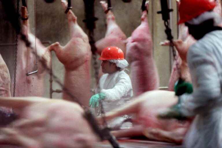 Meat slaughterhouses |  American company sentenced for child labor