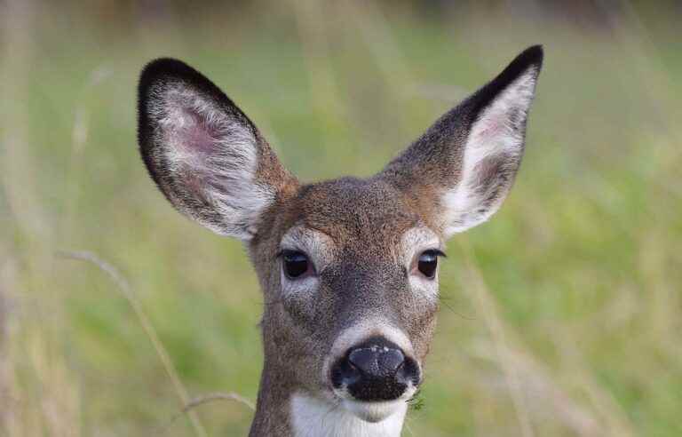 More than 55,000 white-tailed deer hunted in Quebec in 2022