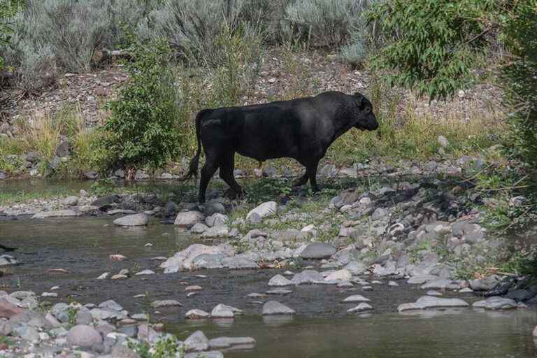 New Mexico |  ‘Aggressive’ wild cows to be shot from helicopter