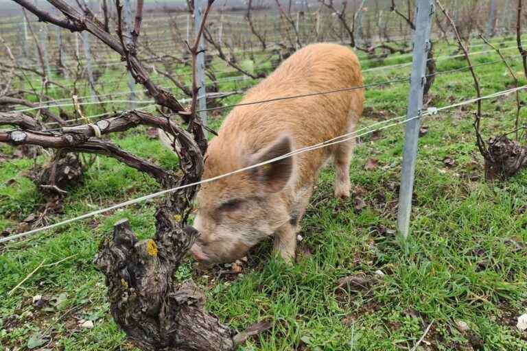 New Zealand dwarf pigs better than sheep for weeding vines?  Full-scale test in Champagne