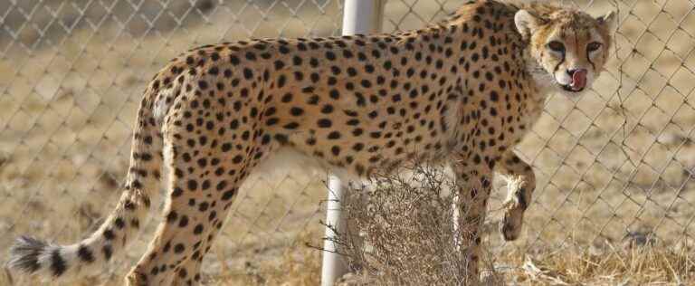 One of Asia’s last cheetahs has died in Iran