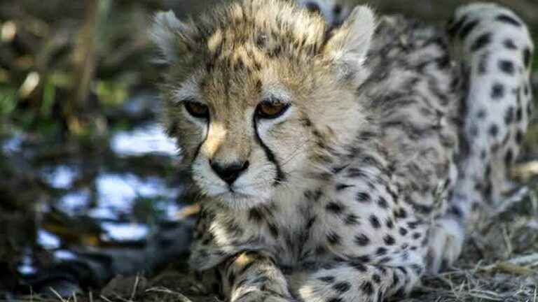 one of the world’s last Asian cheetahs has died