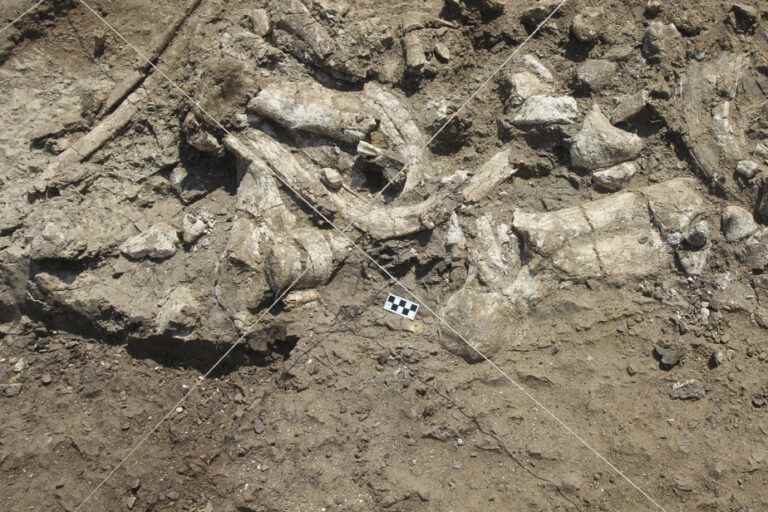 Palaeoarchaeology |  Human cousins ​​would also have made tools