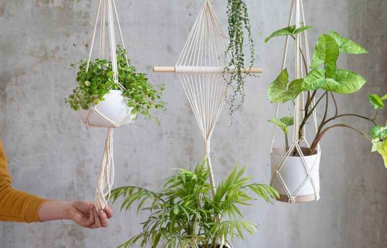 Passion hanging plants |  The duty